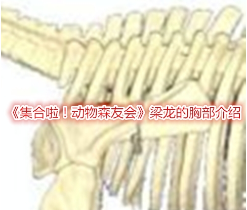 集合啦！动物森友会梁龙的胸部介绍