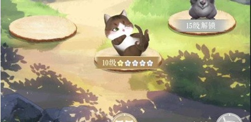 灵猫传猫咪升星方法