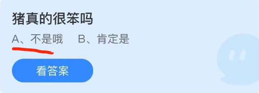猪真的很笨吗