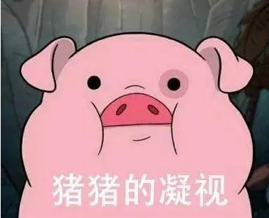 猪真的很笨吗