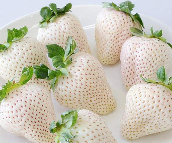 奶油草莓的得名是因为该品种的草莓