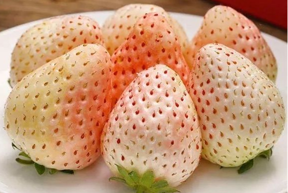奶油草莓的得名是因为该品种的草莓