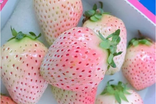 奶油草莓的得名是因为该品种的草莓