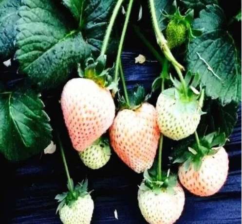 1632794106699801.png 蚂蚁庄园9月29日问题答案汇总