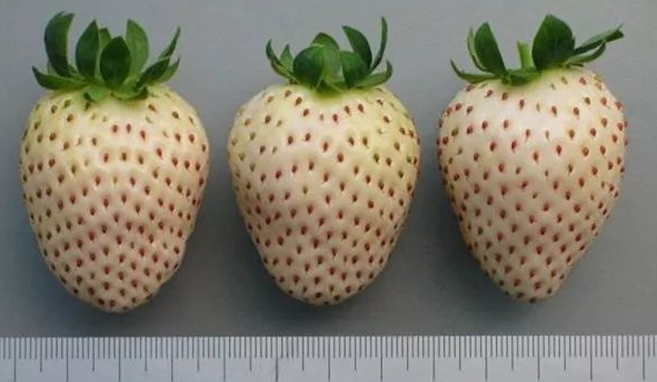 1632794158571951.png 蚂蚁庄园9月29日问题答案汇总