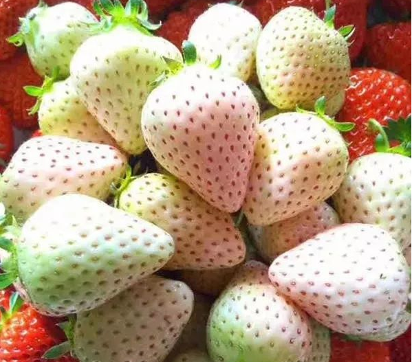 1632794200510737.png 蚂蚁庄园9月29日问题答案汇总