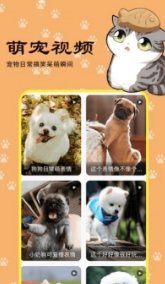 橙猫