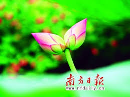 '花开并蒂'的绝美寓意，爱情与友情的双重绽放！