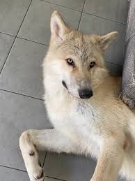 绿茵好汉郎一百单八将：魔笛变金发天狼之犬