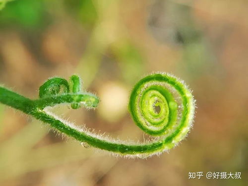 攀缘茎与缠绕茎的区别——简洁解析