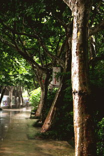 杭州梅雨季：潮湿季节里的诗意生活指南