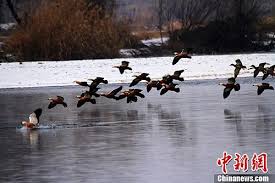 六九天：传统节气中的寒冷奥秘