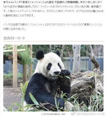《动物森友会》熊类角色姓名趣味梗解析