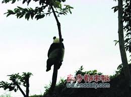 “自挂东南枝”：古语中的隐秘含义探析