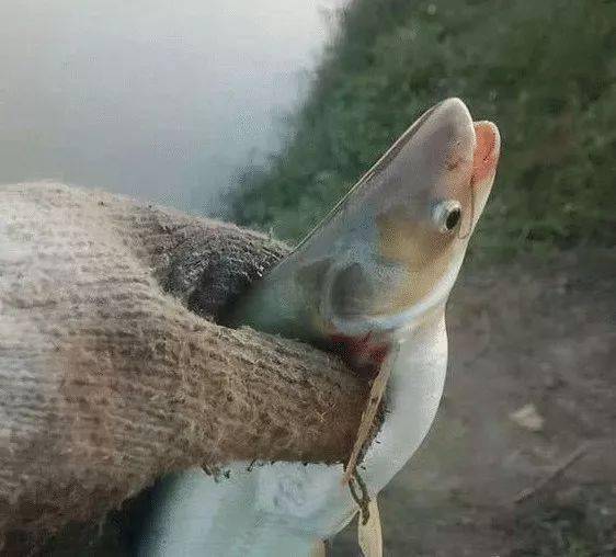 魔兽世界：探寻最佳钓点，捕获新鲜白鳞鲑鱼与大鱼秘籍