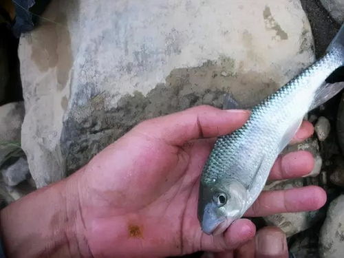 魔兽世界：探寻最佳钓点，捕获新鲜白鳞鲑鱼与大鱼秘籍