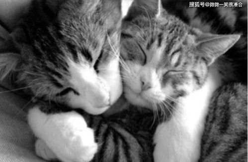 隐藏在心底的原始驱动力——原始冲动的真相