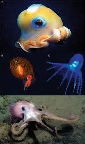 海底霸主:深海居住之王