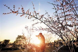 明月挂枝头 经典诗句赏析