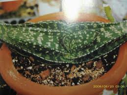 深度探索:沉清垣的激情驾驭与多肉之旅