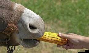 傻大壮长着像驴一样的身体部位是什么