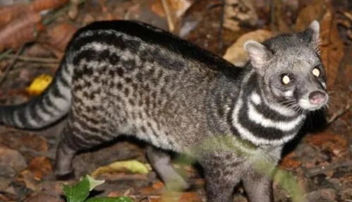 网络热门话题：大狸子究竟是何方神圣？一文带你走出迷雾！