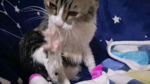 网络热门话题：大狸子究竟是何方神圣？一文带你走出迷雾！