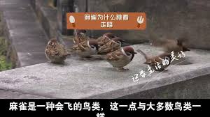 麻雀为什么跳跃前进-探究麻雀行走的独特方式