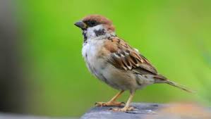 麻雀为什么跳跃前进-探究麻雀行走的独特方式