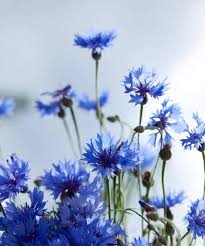 解读蓝色水菊的寓意与象征：深度探索其独特含义