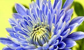 解读蓝色水菊的寓意与象征：深度探索其独特含义
