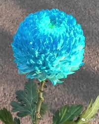 解读蓝色水菊的寓意与象征：深度探索其独特含义