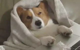 FFF：探索互联网暗语FFF的真实含义与流行原因