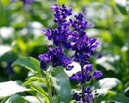 古代迷魂香秘方，揭开神秘面纱背后的真相