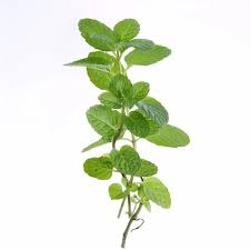 古代迷魂香秘方，揭开神秘面纱背后的真相