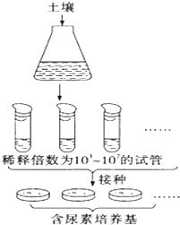 PDB培养基：真菌液体培养的秘密武器