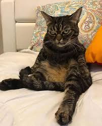 解析'流氓猫'一词的真正含义