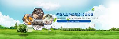 上海市白蚁防治中心电话大公开，有效解决家中蚁患！