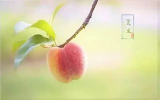 夏至后白天时长变化-夏至后白天是否会变得更长