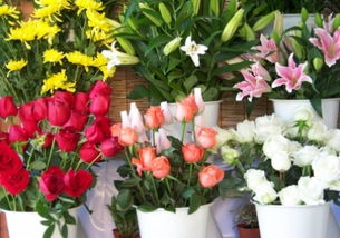 找到百度鲜花榜投票入口 - 快速参与投票指南