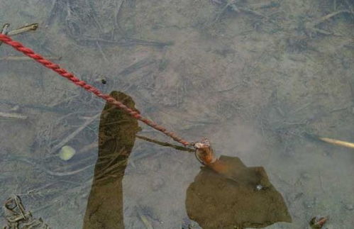 黄鳝进洞时头部先入洞还是尾部先入洞？