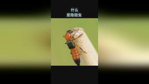 黄鳝进洞时头部先入洞还是尾部先入洞？