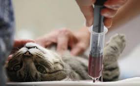 猫血的秘密：探索其神秘价值与惊人用途