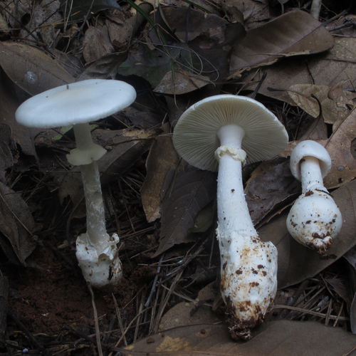 金海菇简易介绍_金海菇基本说明