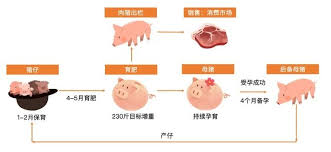 商品猪是什么？