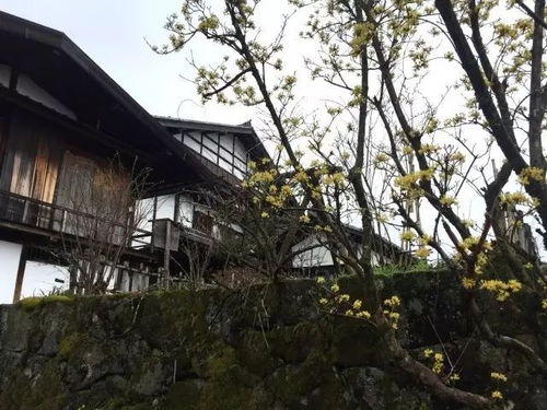踯躅崎馆：历史、建筑美学与未解之谜的全方位探索