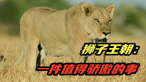 《石器时代起源》中蓝狮子角色评测：是否值得投入培养？