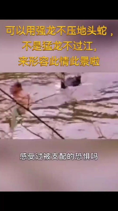 唯有真龙敢渡江，方显英雄本色