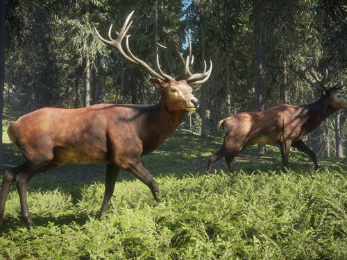 探索猎人野性的呼唤：全地图任务攻略之美洲、欧洲与西伯利亚秘境