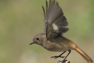 羽鸟澄香是否有别名？